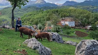 Duhet treguar historia e Mirditës! | Jeta ime