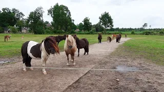 Wir fahren Ponys kaufen ♥ es ist mehr als eines geworden 😱