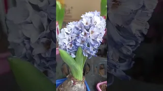 Blue Hyacinth Flower #beautiful #flower #short