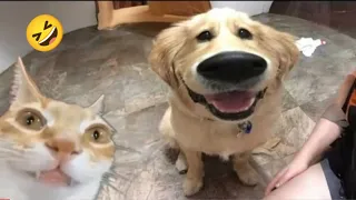 Funny Dogs And Cats Videos 2024 😅- Best Funnies Animal Videos #6