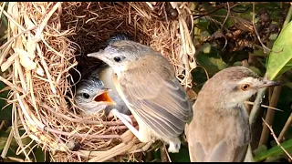 Baby birds try to fly out of the nest -  Return back while mom shouts as a signal