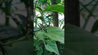 Three green jewel bugs