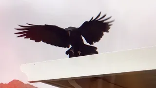 Making Friends with Ravens