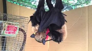 Cute orphan spectacled Flying-Fox pups share watermelon