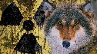 Волки Чернобыльской зоны | Film Studio Aves