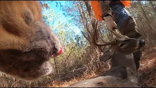 The Catahoula Two-Step - Deer Tracking Dogs Recover Gut Shot Buck