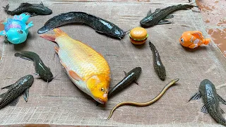 Kem Chanel ra ao kéo vó được cá chép, cá vàng, cá trê bự, con mèo, con lươn, con bò, cá chuối, cá rô