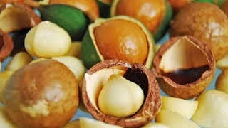 Cultivo de Macadamia  - TvAgro por Juan Gonzalo Angel