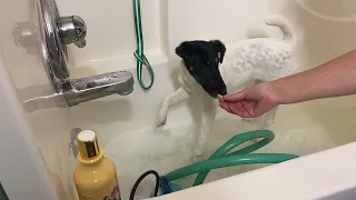 Grooming the Smooth Fox Terrier Episode 1