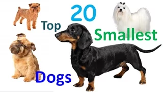 Top 20 Smallest Dogs In The World – 20 Smallest Dog Breeds In All Time