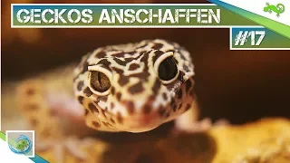 Leopardgeckos anschaffen? Tipps und Tricks (Teil 1)|#17| GeckoTagebuch
