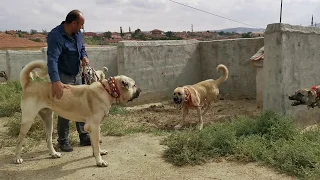 REAL GIANT TURKISH KANGAL DOGS - VERY AGRESSIVE