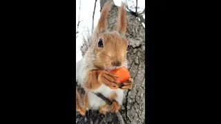 Белка застеснялась / The squirrel was shy