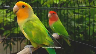 Rosy-Faced Lovebird Chirping Sounds - Orange-Faced Green Pied & Red-Headed Green Opaline