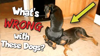 Doberman Funny Video Compilation—The Clowns of the Dog World