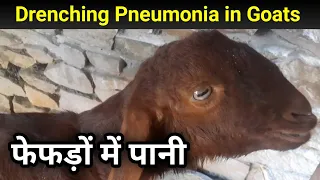 Drenching Pneumonia in Goas बकरी के फेफड़ों में दवा या कुछ भी चला जाये तो इलाज Ramawat Goat Care