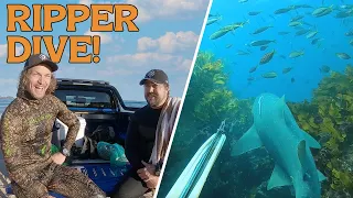 What a ripper shore dive! | Seal Rocks Adventure Part 2