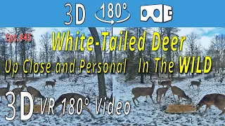 3D VR180° - Deer - Up Close and Personal in the WILD