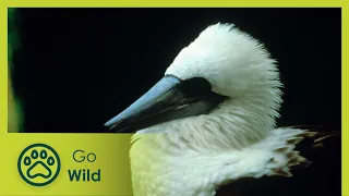 Christmas Island - Island Life 3/6 - Go Wild