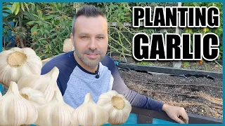 Planting Garlic // How to Grow Garlic from Cloves