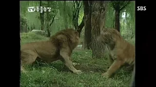 African lion vs Bengal tiger, who really won this fight, slap to the head, lion retreats