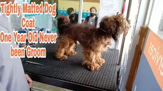 Another Tight And Extremely Matted Dog Grooming | One Year Old Never been Groom