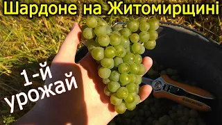 Шардоне на Житомирщині? Виноград 2020.