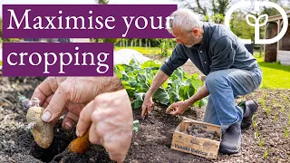 Succession planting ideas after harvests