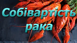 Собівартість 1 кг австралійського товарного рака, для початківців