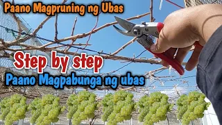 Paano Magpruning ng ubas, Paano magpabunga ng ubas, how to prune grapes