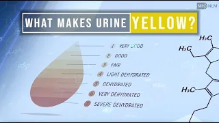 The Enzyme That Makes Urine Yellow