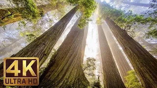 Redwood - The Tallest Trees On Earth - Film Trailer with Music in 4k (UHD)