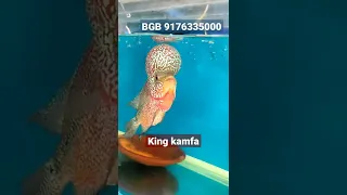 King kamfa flowerhorn fish sale