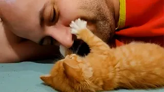 Sweetie Cats Showing Love To Their Owner By Respectful And Cute Actions