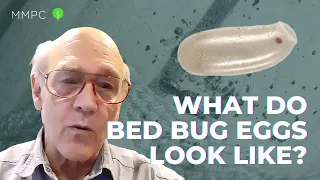 What Do Bed Bug Eggs Look Like? — An Entomologist Explains | MMPC