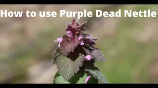 How to Use Purple Dead Nettle