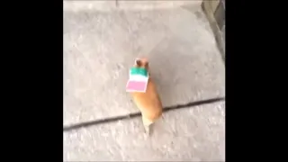 Mexican dog vine