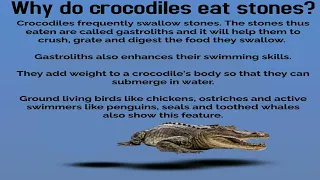 DID YOU KNOW??? CROCODILES EAT STONES!!!