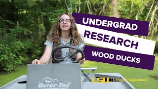 Tagging Wood Duck Ducklings - Undergraduate Research Project