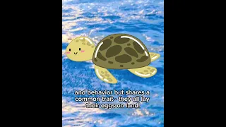 All About sea turtles|Miasofia2017