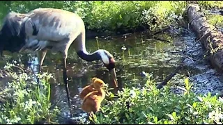 A CO TO ZA KURCZACZKI W ŚRODKU LASU😉? / WHAT ARE THESE CHICKS IN THE MIDDLE OF THE FOREST😉?