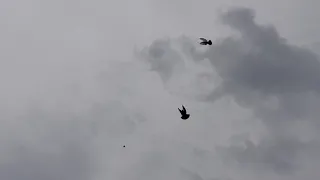 07.06.19. Вечерняя тренировка голубей.Evening training pigeons.