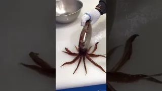One kill of squid