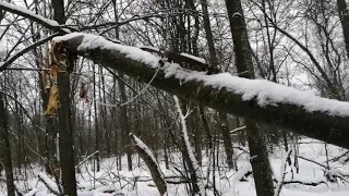 Проверка капканов на куницу. Лиса в капкане №1.