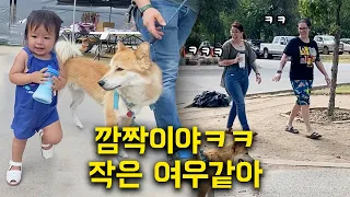 아기와 같이 산책나온 진돗개를 보고 깜짝 놀라는 미국인들 ㅋㅋ