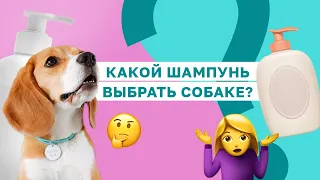 ПРАВДА О ШАМПУНЯХ ДЛЯ СОБАК! Какой шампунь купить своей собаке?