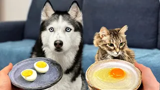 What Will Huskies And Cats Choose? Raw Egg VS Cooked