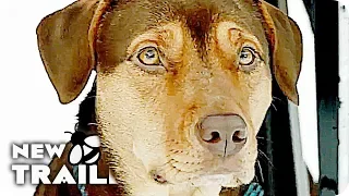 A DOG'S WAY HOME Trailer (2019) A Dogs Purpose Follow Up