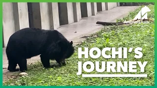 Hochi, the last bear out of the Nanning bear bile farm