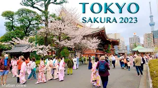 Cherry Blossom 2023 in Meguro River and Down Town Tokyo【目黒川】#explorejapan #japan #4k